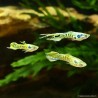 Guppy Mann Endler Tiger - Poecilia Wingei