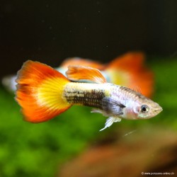 Guppy Mann Flame - Poecilia Reticulata