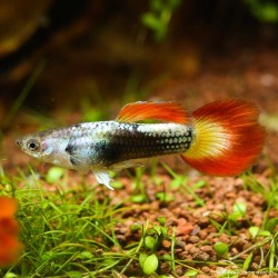 Guppy Mann Flame - Poecilia Reticulata