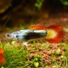 Guppy Mann Flame - Poecilia Reticulata