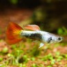 Guppy Mann Flame - Poecilia Reticulata