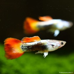 Guppy Mann Flame - Poecilia Reticulata