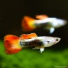 Guppy Mann Flame - Poecilia Reticulata