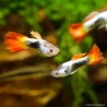 Guppy Mann Flame - Poecilia Reticulata