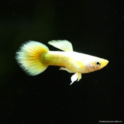 Guppy Mann Full Gold - Poecilia Reticulata