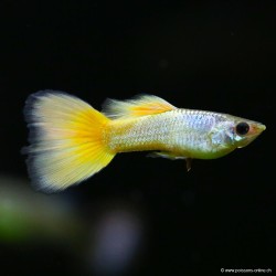 Guppy Mâle German Yellow - Poecilia Reticulata