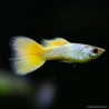 Guppy Mann German Yellow - Poecilia Reticulata