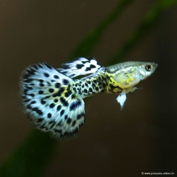 Guppy Mâle Ivory Purple - Poecilia Reticulata