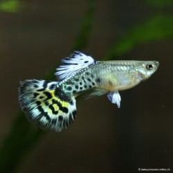 Guppy Mann Ivory Purple - Poecilia Reticulata