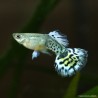 Guppy Mann Ivory Purple - Poecilia Reticulata