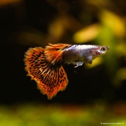 Guppy Mann Miracle Mosaic - Poecilia Reticulata