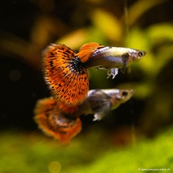 Guppy Mann Miracle Mosaic - Poecilia Reticulata