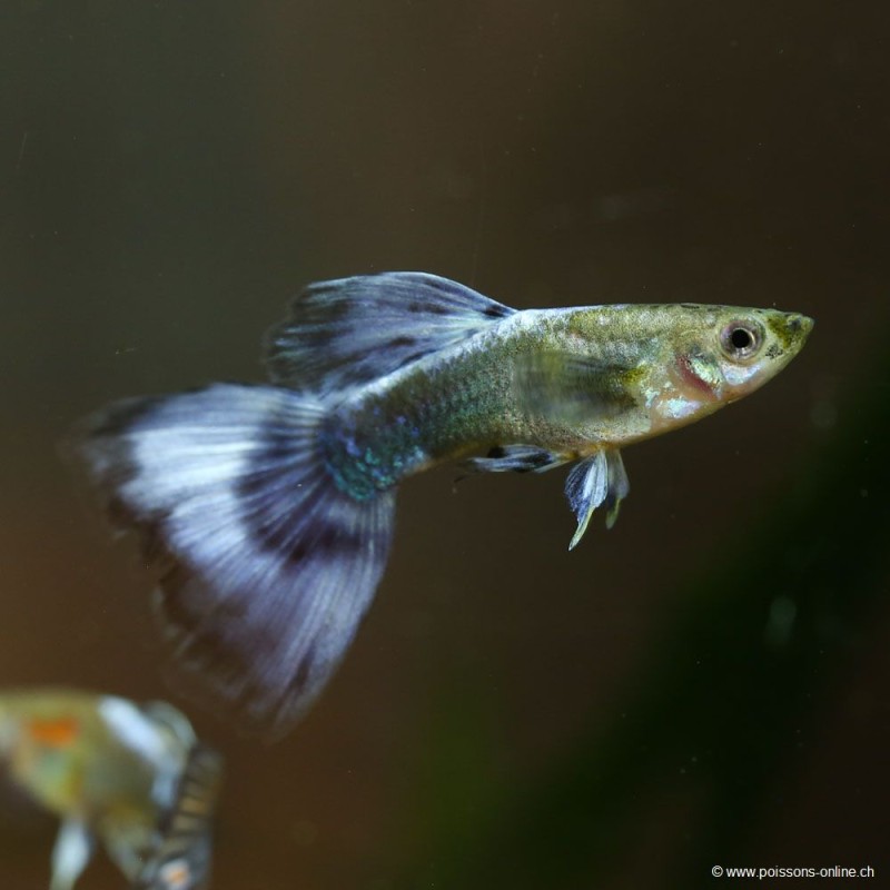 Guppy Masc. Navy Blue - Poecilia Reticulata