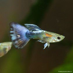 Guppy Mâle Navy Blue - Poecilia Reticulata