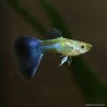 Guppy Mann Navy Blue - Poecilia Reticulata