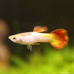 Guppy Mann Sunset Golden - Poecilia Reticulata