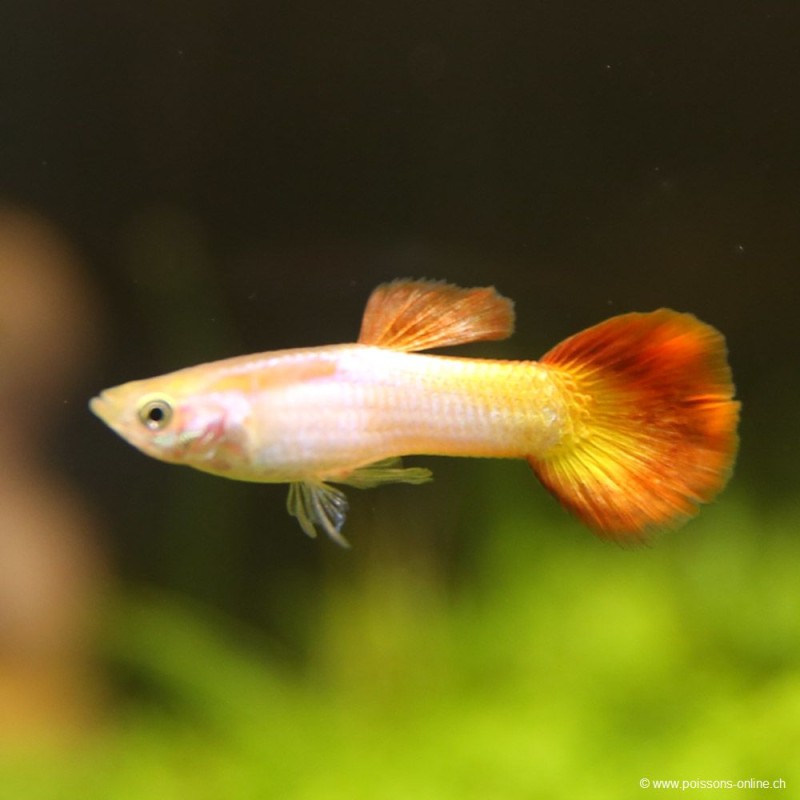 Guppy Mann Sunset Golden - Poecilia Reticulata