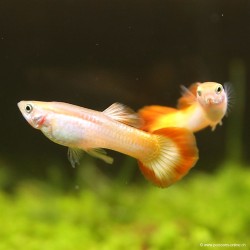 Guppy Mann Sunset Golden - Poecilia Reticulata