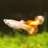 Guppy Mann Sunset Golden - Poecilia Reticulata