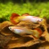 Guppy Mann Sunset Golden - Poecilia Reticulata