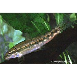 Gyrino Du Siam - Gyrinocheilus Aymonieri