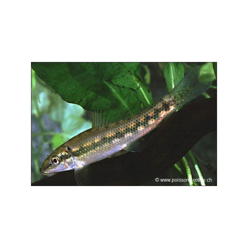 Saugschmerle - Gyrinocheilus Aymonieri