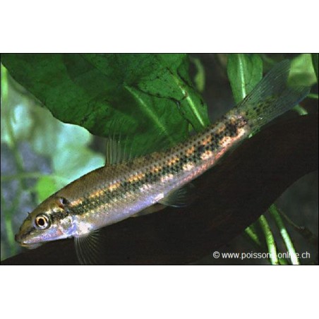 Saugschmerle - Gyrinocheilus Aymonieri