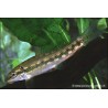 Siam Gyrino - Gyrinocheilus Aymonieri