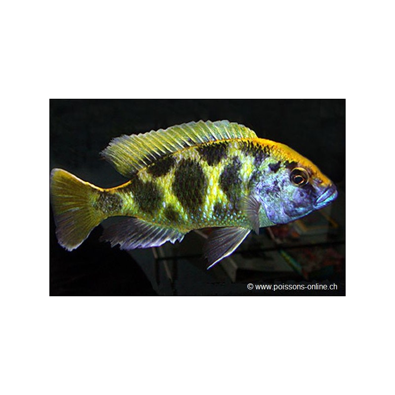 Haplo-Léopard - Nimbochromis Venustus