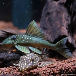 Hypostomus Spp Yellow Phantom - L200 Hypostomus Sp.