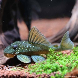 Hypostomus Spp Yellow Phantom - L200 Hypostomus Sp.