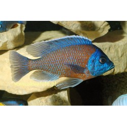 Copadichromis Borleyi - Copadichromis Borleyi