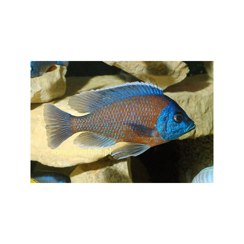 Copadichromis Borleyi - Copadichromis Borleyi