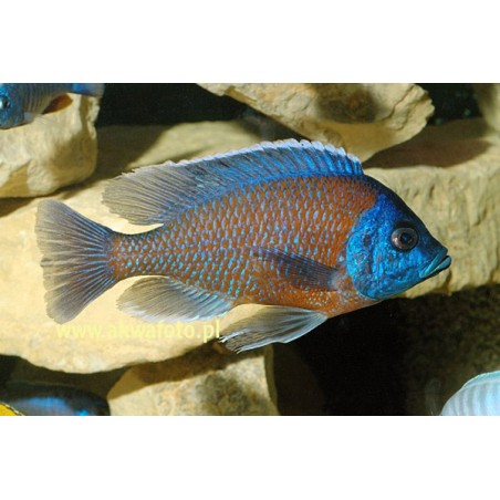 Copadichromis Borleyi - Copadichromis Borleyi