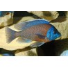 Kadango - Copadichromis Borleyi