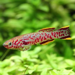 Killi Gardneri - Aphyosemion Gardneri