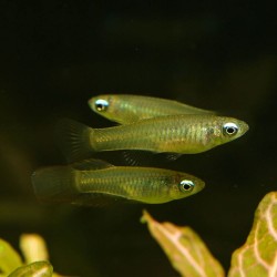 Blauer Leuchtaugenfisch - Aplocheilichthys Normani