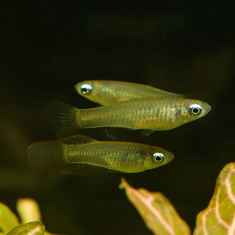 Blauer Leuchtaugenfisch - Aplocheilichthys Normani