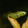 Blauer Leuchtaugenfisch - Aplocheilichthys Normani