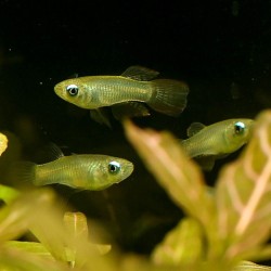 Blauer Leuchtaugenfisch - Aplocheilichthys Normani