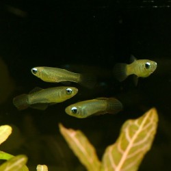 Blauer Leuchtaugenfisch - Aplocheilichthys Normani