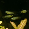 Blauer Leuchtaugenfisch - Aplocheilichthys Normani