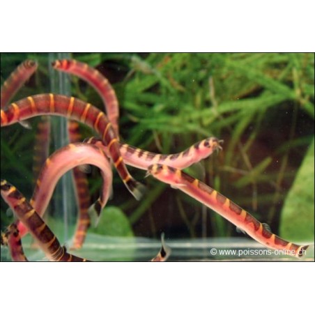 Sumatra-Dornauge - Pangio Myersi