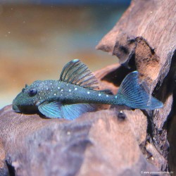 L129 Pleco Zebrato Colombiano - L129 Hypancistrus Debilittera