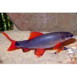 Grüner Fransenlipper - Epalzeorhynchos Frenatus