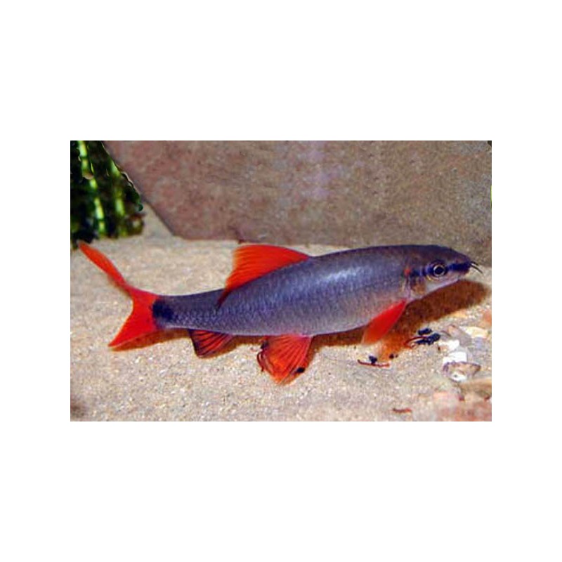 Labéo Con Pinne Rosse - Epalzeorhynchos Frenatus