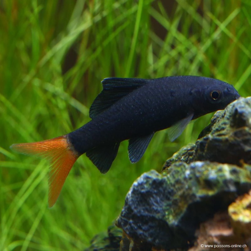 Feuerschwanz Labeo - Epalzeorhynchos Bicolor