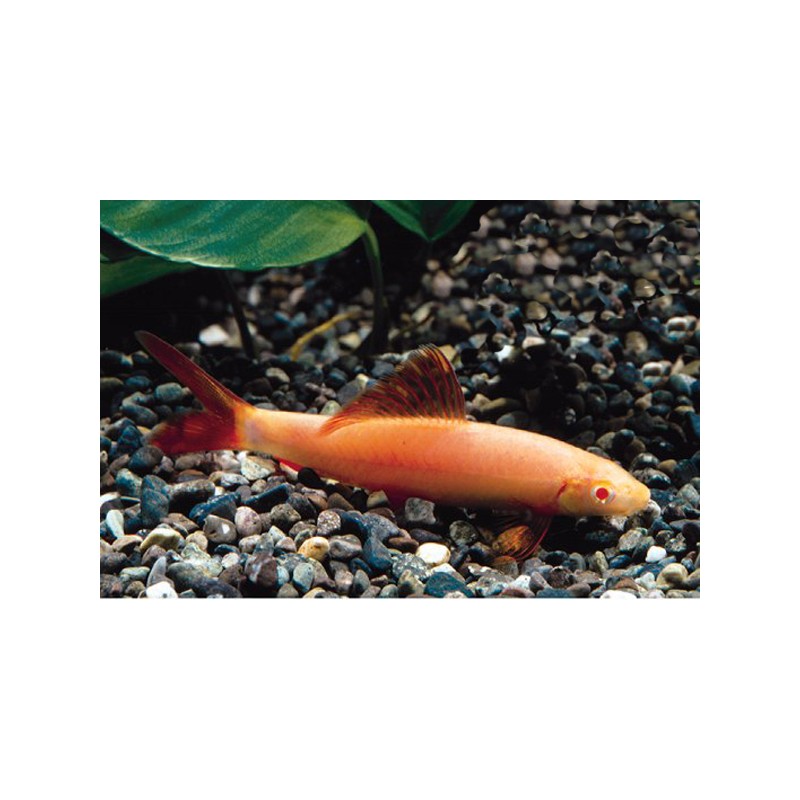 Labéo Albinos - Epalzeorhynchos Frenatus Albinos