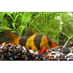 Prachtschmerle - Chromobotia Macracanthus (Botia)