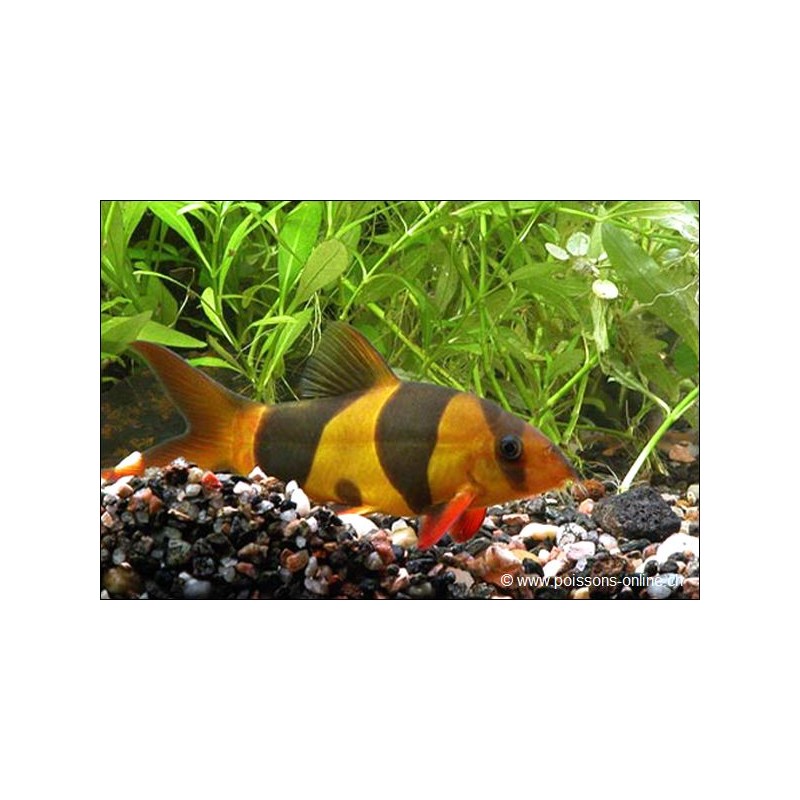 Loche Clown - Chromobotia Macracanthus (Botia)